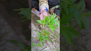 Download lagu planting basil from stems with water #janurinurhidayat #gardening mp3