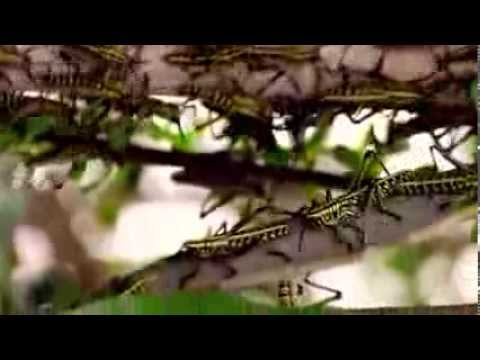 Sprinkhanen / grass hopper