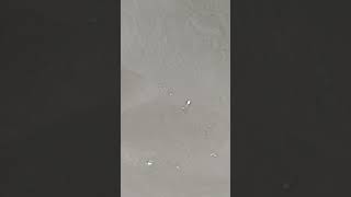 [問卦] 台灣要淘汰的人都有銀珠？？