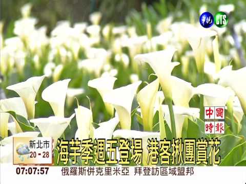 海芋季週五登場 港客揪團賞花