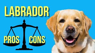Labrador Pros And Cons ( Why & Why Not You Sho