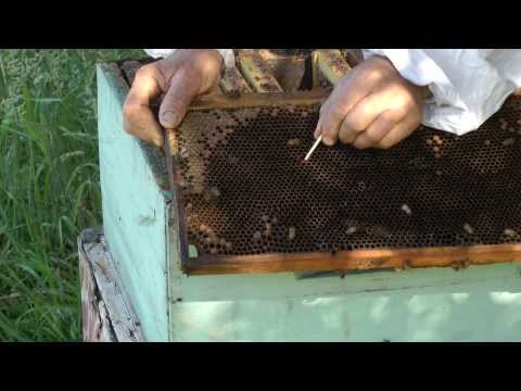 Practical Beekeeping Episode 2