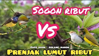 Download lagu Suara Pikat Sogon Ribut Kombinasi Prenjak Lumut Ribut TERANCAM mp3