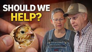 SHOULD WE HAVE HELPED? (The Controversy of Hatching)