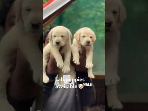 lab puppy available🐶 #animallover #pets #doglover #petlovers #dogsales #love #sales #labrador #song