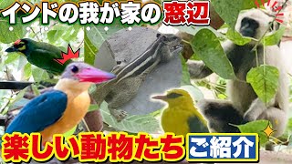 インドに住む日本人夫婦の部屋(4F)の窓にやってくる楽しい動物たちをご紹介🐵🐿️🦜Introducing the animals that come to our window in India