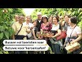 BETUWE: Toeristen massaal op kersensafari