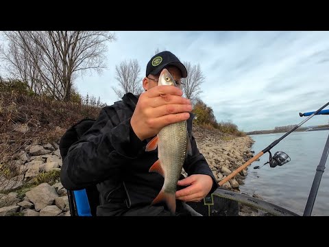 Zweite Buhne am Rhein entschneidert uns🎣👍🏻😎