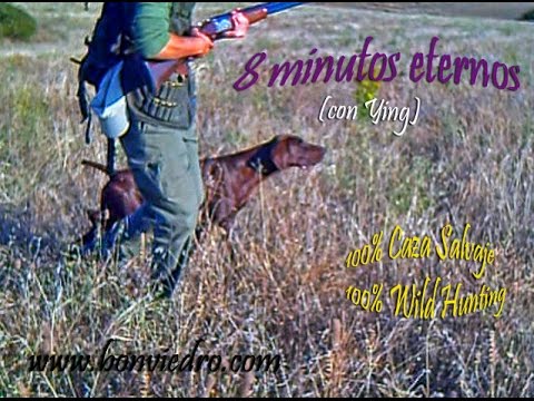 CAZA de CODORNIZ. 8 Minutos Eternos (con Ying). Bracos Alemanes de la Ron Bonviedro – bonviedro.com