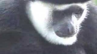 The Sky Gods of Mount Waialiali 1 of 4