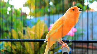 Download lagu Suara kenari gacor durasi panjang, Masteran Kenari cengkok mewah ngalun cocok untukpancingan 320 mp3