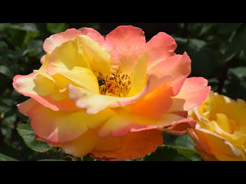 Județul Hunedoara Comuna Gurasada  ( Poze)