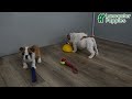 English Bulldog dogs for sale: Ace - Video 1