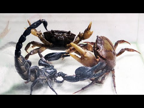 Crab and Scorpion venom - King of Insect