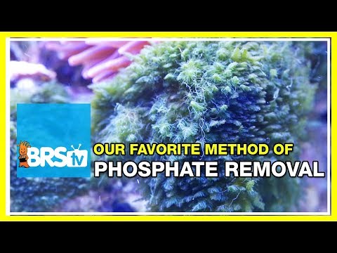 FAQ #10: What are some great ways to reduce phosphates in the reef aquarium? | 52 FAQ