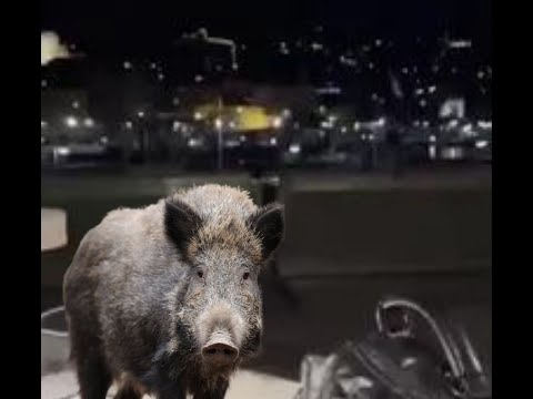 Kiedy zachowujesz się jak dzik w restauracji