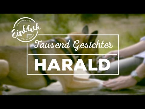 Harald – MS und das Internet |  1000 Gesichter #14 I Einblick - MS-Begleiter