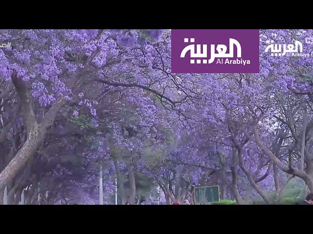 بذور الجاكرندا