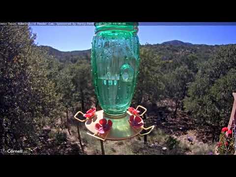 No Hummers, But We Have Turkeys! 🦃 ... West Texas Hummingbird Feeder Cornell Lab
