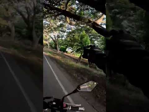 VIA ZARZAL ROLDANILLO VALLE DEL CAUCA
