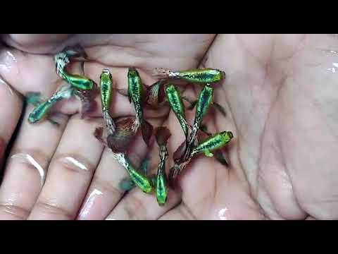 Guppy, high Dorcel Big Ear guppys