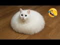Try Not To Laugh Funniest Cats And Dogs Ever Part 4