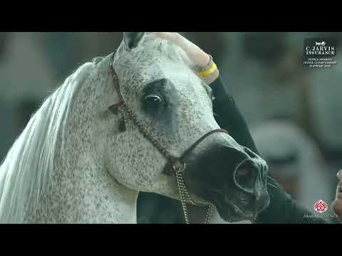 N 54 TF DAUPHINE   World Arabian Horse Championship Supreme 2025   Senior Mares Class 5