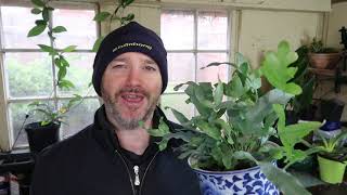 The Secret to Buying Cheap Houseplants