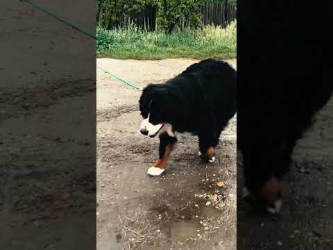 Bernese Mountain Dog puppy for sale