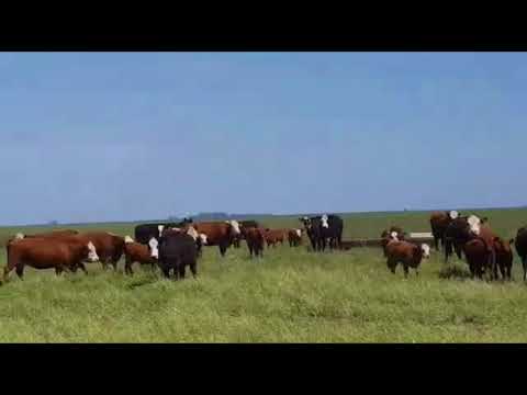 100 vacas Angus y Careta, a parir, en Ayacucho, Buenos Aires