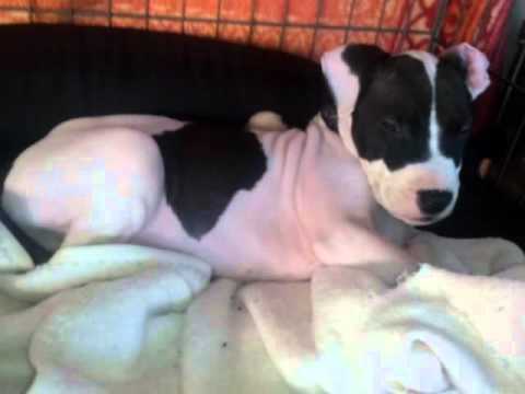 Peter Nagy psi sa bránia útokom