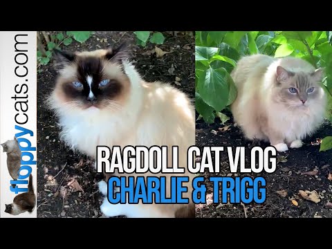 Ragdoll Cats: Vlog Update with Charlie and Trigg on July 18, 2022