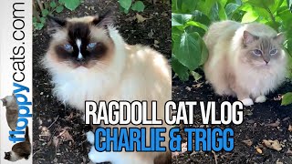 Ragdoll Cats: Vlog Update with Charlie and Trigg on July 18, 2022