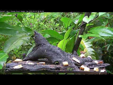 Video 2018 06 29 083657 male Bananaquit on Panama Fruit Feeder edit