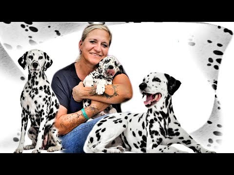 Dalmatiner, mit der Züchterin im Gespräch!