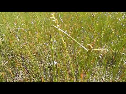 Purple Mystery Flower at Maskinonge Lake