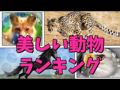 世界で最も美しい動物トップ10