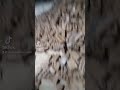 TikTok Gucci Mane Bricks Challenge Shorts Tiktok Fyp Guccimane Bricks Construction