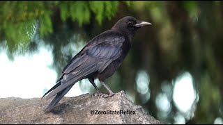 I Can See Your Iridescence, Crow