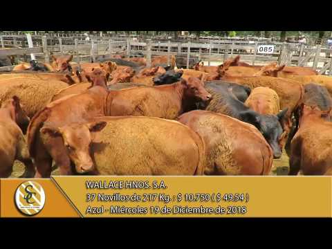 19-12-18 Venta de Machos - Wallace Hnos. S.A. - Azul