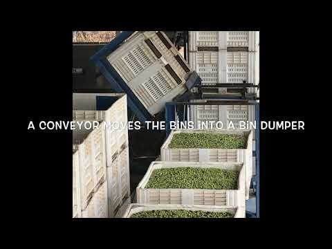 bariani olive oil 2019 harvest