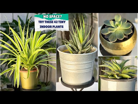 42 Cute Small Indoor Plants | Tiny Houseplants