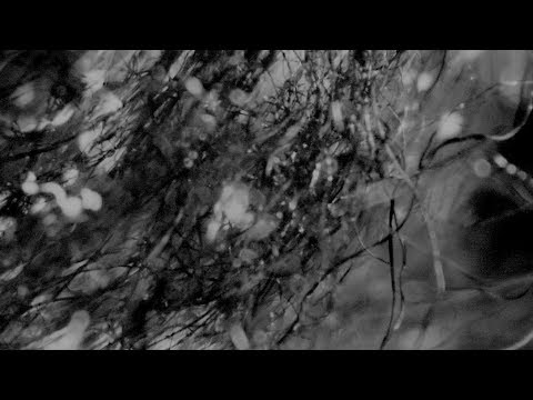 THE BACK HORN｢コワレモノ｣MUSIC VIDEO