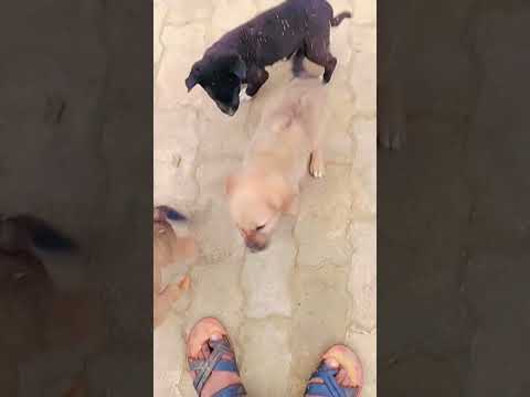 Cute puppy #puppy #puppyentertainment #dog #cute #doglover #puppydog #youtubeshorts #shortvide