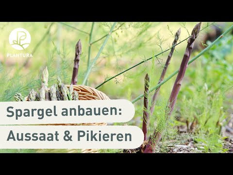 , title : 'Spargel im Topf anpflanzen: So klappt’s (Anleitung)'