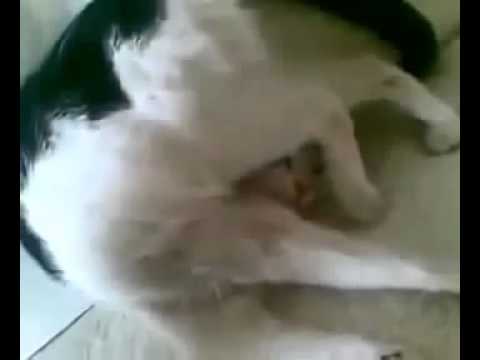 Ultra Passive Cat Funny Video Funny Animal Videos‬