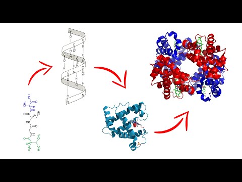 Estructura de las proteínas | Medicina en 5 MINUTOS