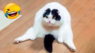 Best Funny Animal Videos 2022 😇 - Funniest And Cute Dogs And Cats Videos 🦅🤣