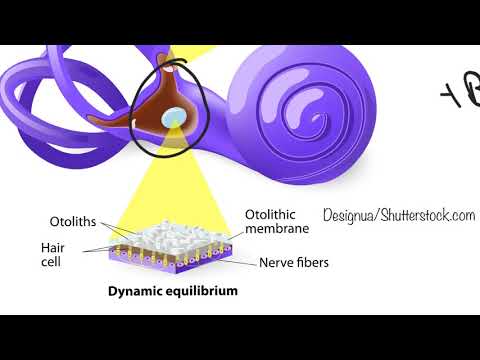 Vestibularapparat: Aufbau und Funktion | sportbachelor