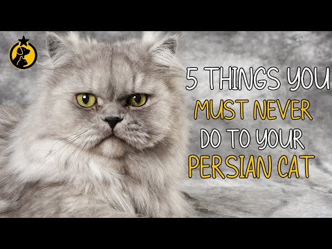 5 Things You Must Never Do to Your Persian Cat